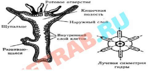 Кракен лого маркетплейс